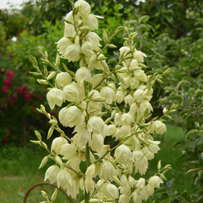 Yucca