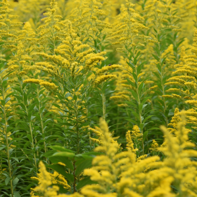 goldenrod