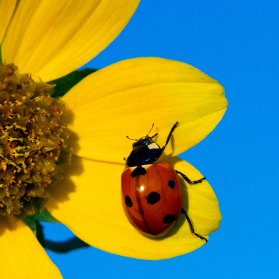 lady beetle