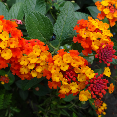 lantana