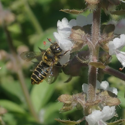 leaf cutter bee