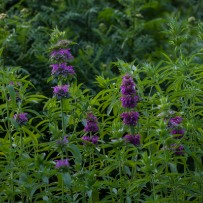 lemon beebalm