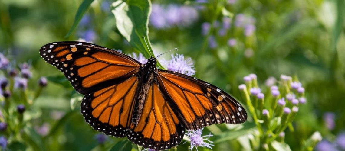 monarch butterflies on flowers
