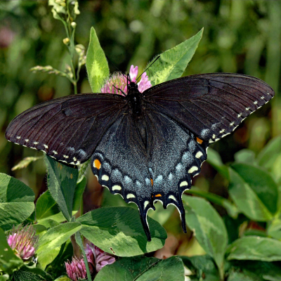 pipevne Swallowtail