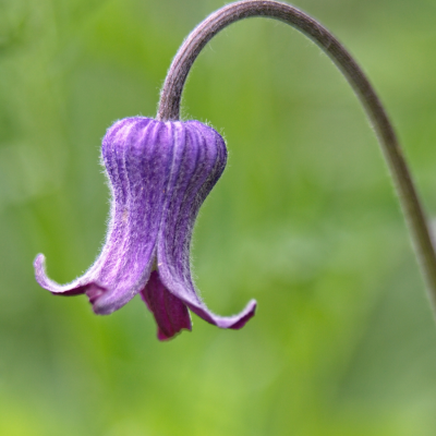 purple leatherflower