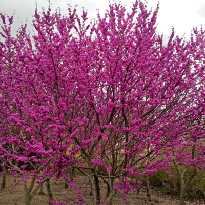 redbud tree